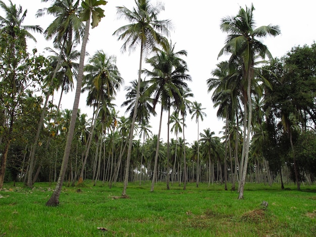 La plantación de piñas en la pequeña aldea, Sri Lanka