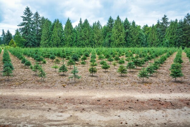 Plantación de pinos en la carretera