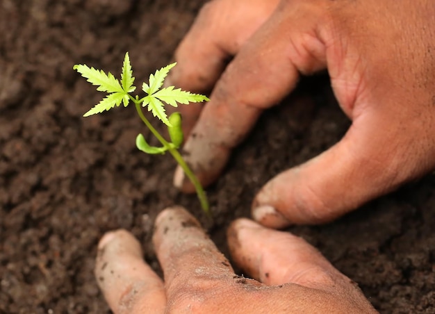 Plantación de plantas de neem en suelo fértil