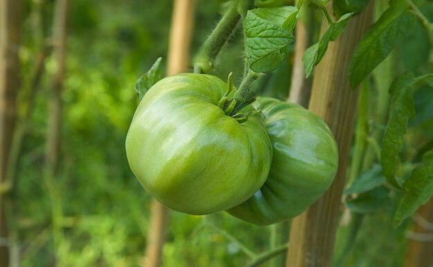 Foto plantación de plantas de tomate verde grande agricultura orgánica crecimiento de plantas de tomate jóvenes espalda borrosa natural