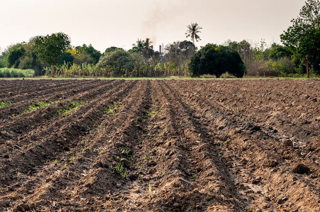 Plantación de plántulas de caña de azúcar en suelo de hilera en plantación