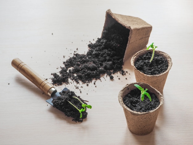 Plantación de plántulas de tomate jóvenes en macetas de turba en la mesa de madera. Agricultura, jardín, alimentos de cosecha propia, verduras, concepto de hogar sostenible.