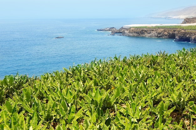 Plantación de plátanos cerca del océano en La Palma.