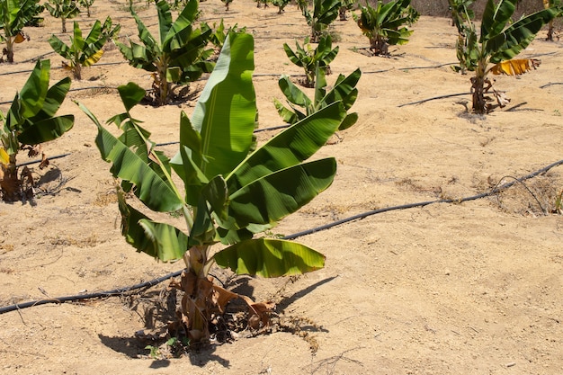 Plantación de plátanos de regadío en un lugar seco en un día soleado