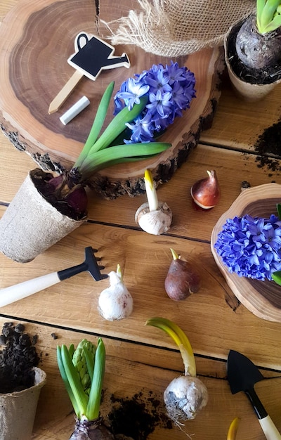 Foto plantación primaveral de plantas en una mesa de madera.
