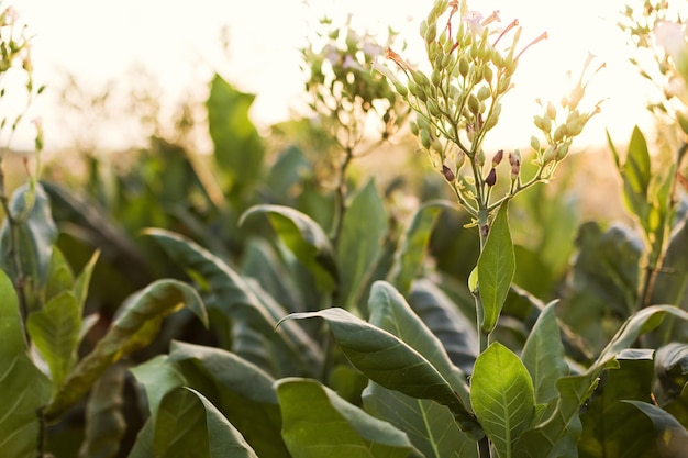 Plantación de primer plano de hoja de tabaco verde