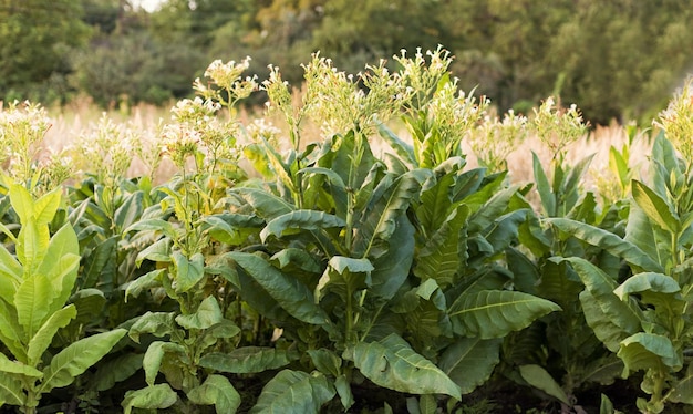 Plantación de primer plano de hoja de tabaco verde