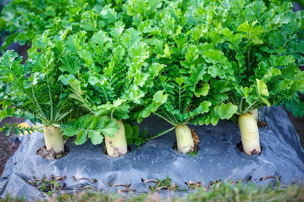 Plantación de rábano Daikon en las tierras de cultivo