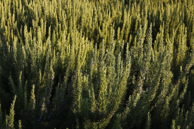 Foto plantación de romero