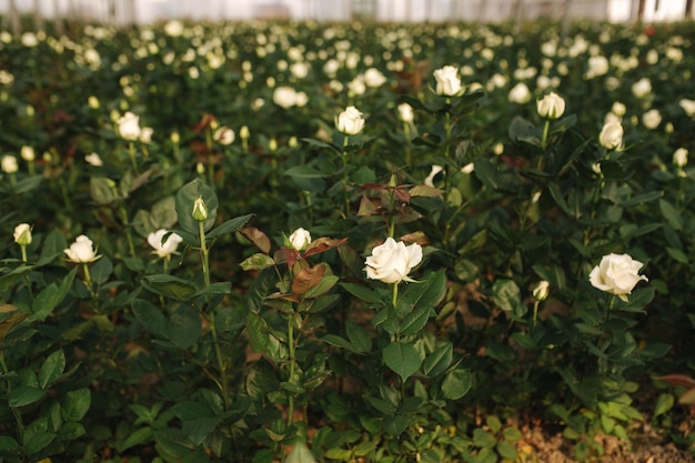 Plantación de rosas blancas en invernadero Horario de verano