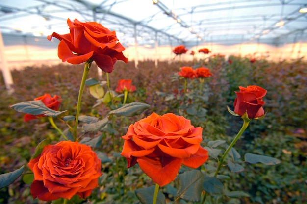 Plantación de rosas Países Bajos Holanda