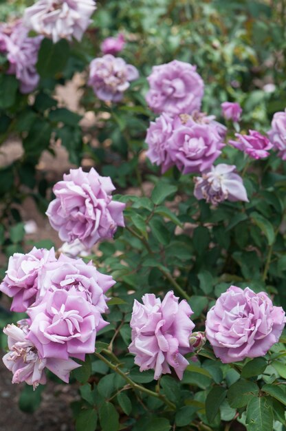 Plantación de rosas en un parque público de una ciudad al aire libre.