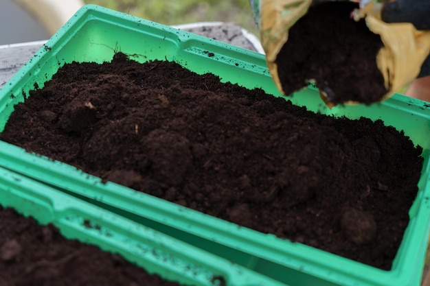 Plantación de semillas en contenedores de plástico