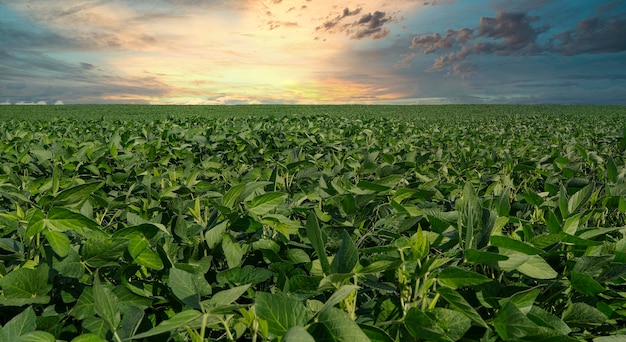 Plantación de soja agrícola al atardecer - Planta de soja verde en crecimiento contra la luz solar.