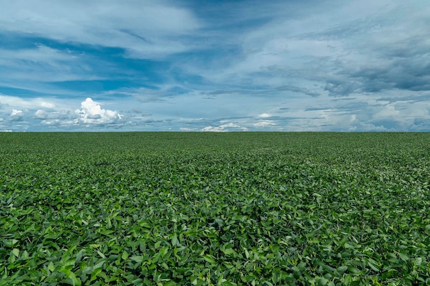 Plantación de soja agrícola en el cielo azul - Planta de soja verde en crecimiento contra la luz solar.