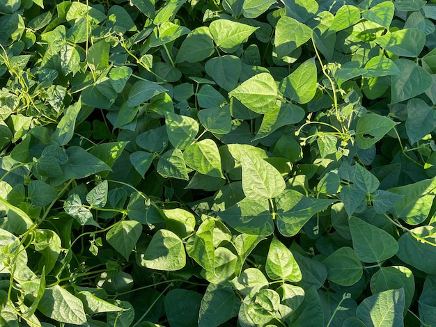 Plantación de soja en Brasil Campo verde con soja cultivada