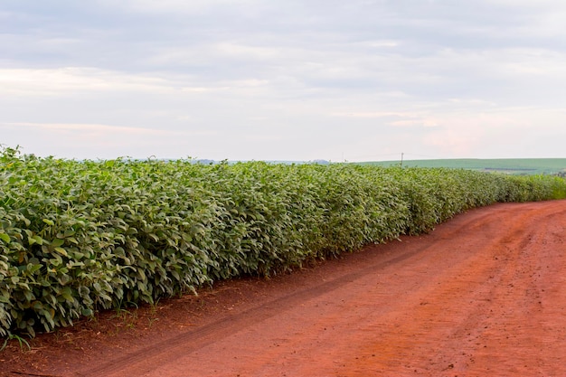 Plantación de soja brasileña en un día soleado