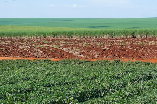 Plantación de soja brasileña en un día soleado