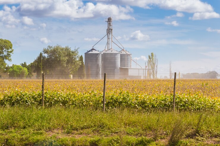 Plantación de soja en el campo con silos desenfocados en el fondo.