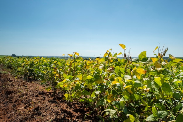 Plantación de soja en un día soleado en brasil.