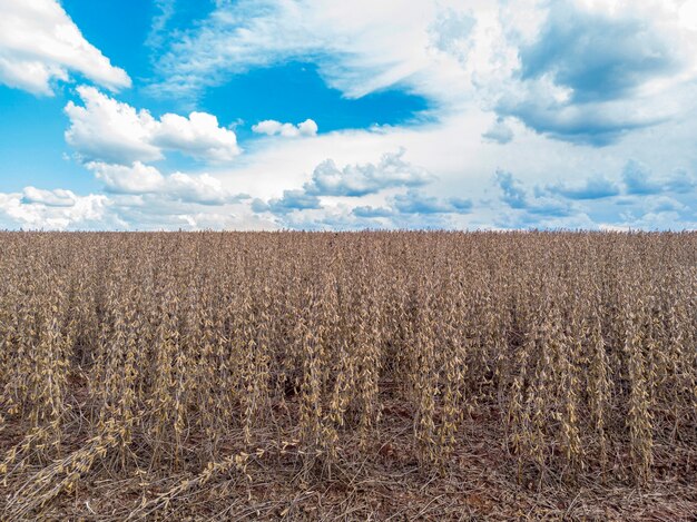 Plantación de soja con granos secos, lista para la cosecha.