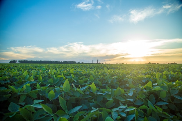 Plantacion de soja