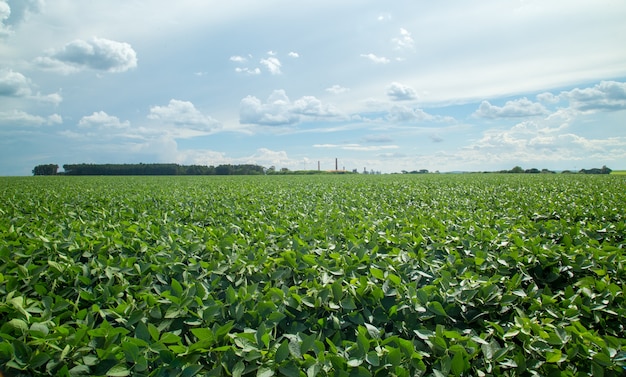 Foto plantacion de soja