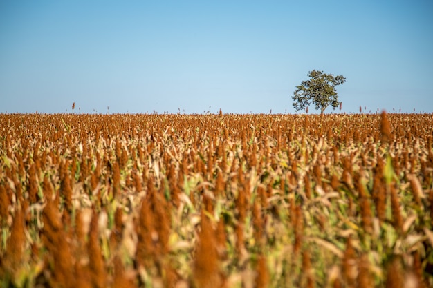 Plantación de sorgo campo planta semilla