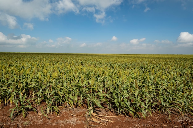 Plantación de sorgo en un día soleado en Brasil.