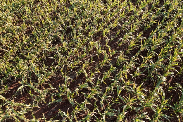 Plantación de sorgo visto desde arriba - Vista de drone.