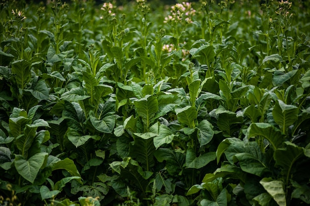 La plantación de tabaco en el campo está creciendo