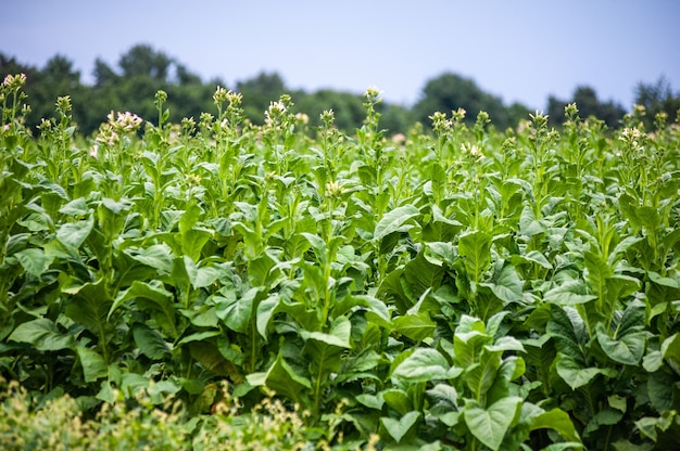 La plantación de tabaco en el campo está creciendo