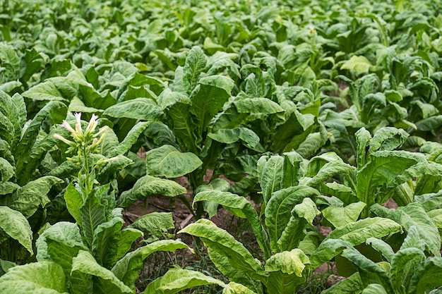 Plantación de tabaco Campo de tabaco