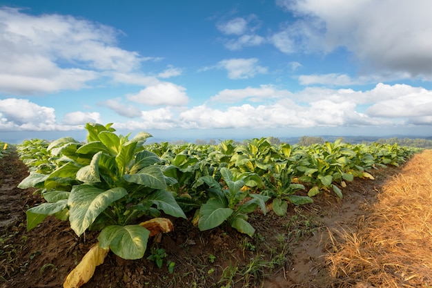 Plantación de tabaco en tierras de cultivo verde y creciente para cigarros y cigarrillos.