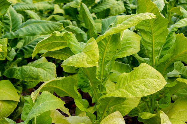 Plantación de tabaco