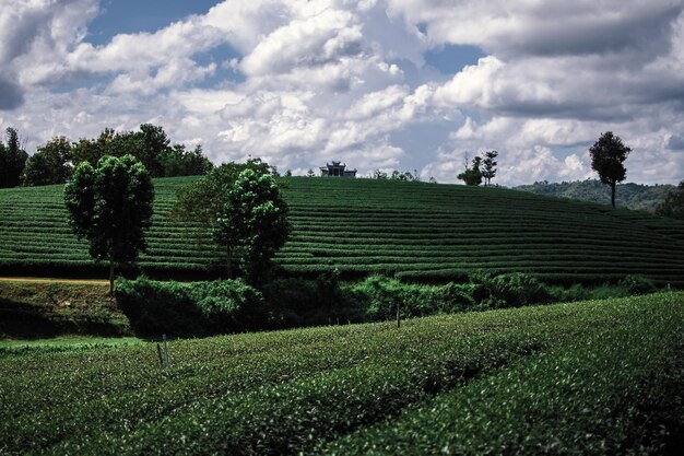 Foto plantación de té de ángulo amplio en tailandia