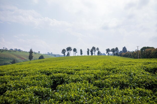 una plantación de té con árboles en el fondo y un árbol en el fondo