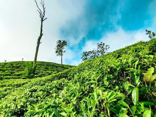 Una plantación de té con árboles en primer plano y un cielo azul detrás.