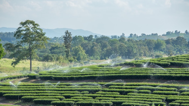 Plantación de té y aspersor de agua.