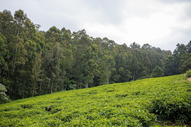 plantación de té en el bosque