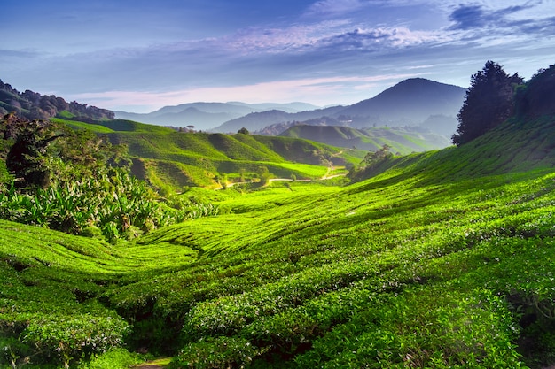 Plantación de té en el campo