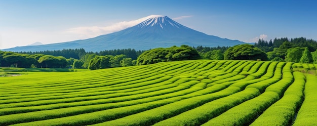 Foto plantación de té cerca de la montaña fuji shizuoka japón generativo ai