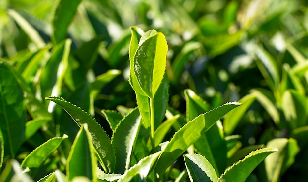 Plantación de té de cerca