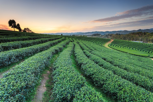 Plantación de té en Chiang Rai al norte de Tailandia