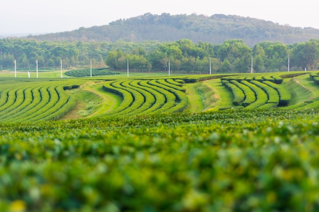 Plantación de té en Chiang Rai, Tailandia