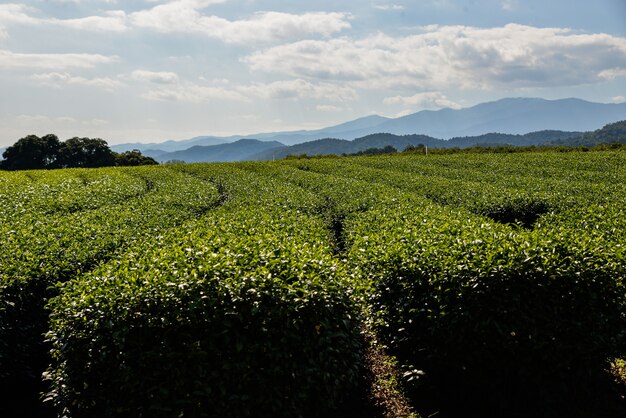 Plantación de té en chiangrai