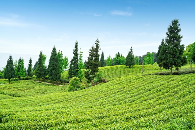 Plantación de té en la cima de la montaña.