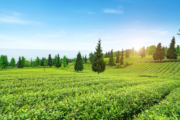 Plantación de té en la cima de la montaña.