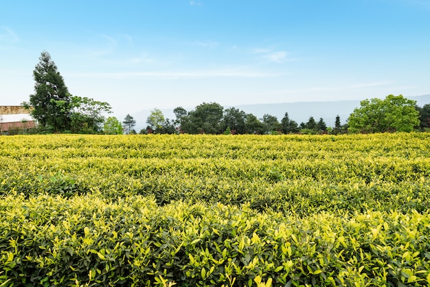 Plantación de té en la cima de la montaña.