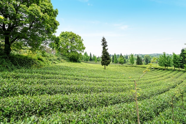 Plantación de té en la cima de la montaña.